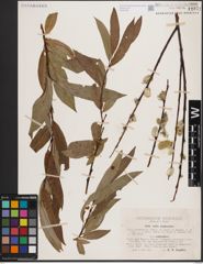 Foto von Salix daphnoides Vill.